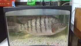養魚,爆廢公社,魚缸,吳郭魚,網友,爆廢