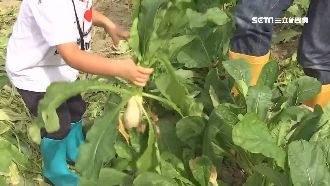 揪團拔蘿蔔落空　主辦人竟捲款落跑