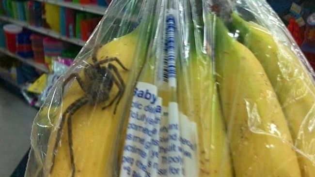 超市買香蕉驚魂…毒蜘蛛塑膠袋中逃竄