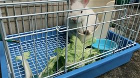 小動物,兔子,棄養,倉鼠,爆怨公社,寵物,紙箱,公車
（圖／翻攝自爆料公社）