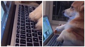 柯基,寵物,毛小孩,打字,敲鍵盤,報告　圖／翻攝自odinthecorgi　Instagram