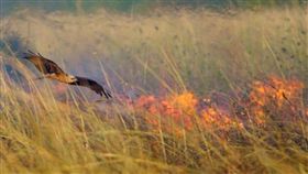 澳洲一名鳥類專家研究發現，澳洲北部鷹隼類（黑鳶（Milvus migrans）與褐隼（Falco berigora））會叼起火的樹枝或餘焰未盡的木塊，丟到目標處「縱火」補殺獵物。（圖／翻攝自推特）