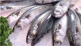 農委會,漁民,失業,呂學榮,政策,休漁,鯖魚,產卵,漁業署　圖／翻攝自維基百科　https://goo.gl/QQifqc