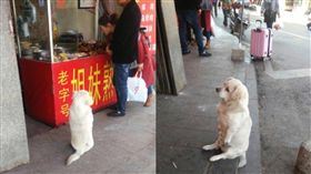 狗,毛孩,汪星人,四川,西昌,米粉店,討食物,賣萌,滷肉　圖／翻攝自微博