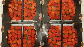 好市多搶手貨！草莓控怨：根本搶不到