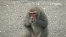 獼猴傷見骨1200