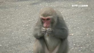 婦人未入園就遭獼猴咬　傷口深可見骨