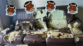 飼主,毛小孩,狗狗,虎斑狗,沙發（圖／翻攝自爆廢公社）https://www.facebook.com/groups/644810635665586/permalink/1694229157390390/