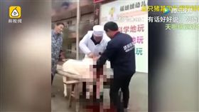 影／幼稚園逼學生圍觀殺豬全過程　小朋友崩潰狂尖叫：好噁
圖／翻攝自Hermelinda S. Stutler YouTube
https://www.youtube.com/watch?v=MHAlHfb2i1M