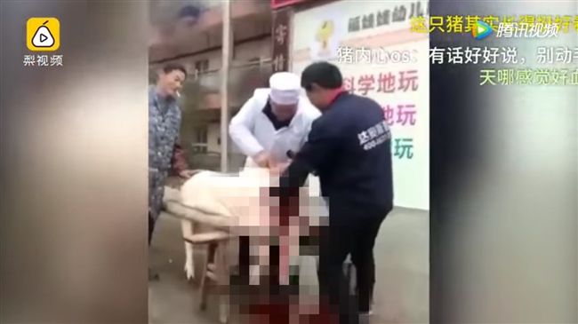 被逼圍觀殺豬　小朋友崩潰狂叫：好噁