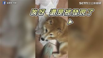 柴犬隱身之術　衛生紙灑滿臉