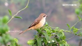 F狗藥食兩用1200