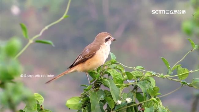 狗、伯勞鳥被列藥食兩用　衛福部挨轟