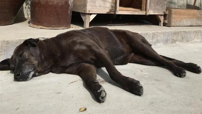 守護犬遭毒死！她嘆：是我們錯了嗎？