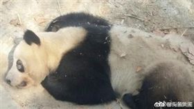 大陸成都熊貓黑眼圈變白（圖／翻攝自頭條新聞微博）