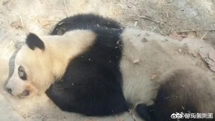 招牌沒了！大陸成都熊貓黑眼圈竟變白