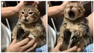 喵皇秒變「虎斑兔」　大叫抗議眼神死