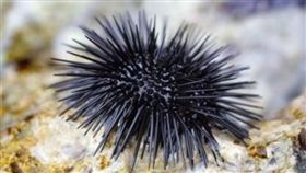 澳洲海膽氾濫（圖／翻攝自中國經濟網微博）