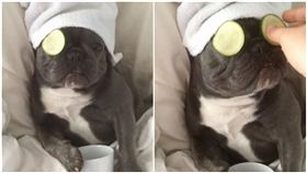 比人還享受！法鬥躺床敷黃瓜做美容（圖／翻攝自bluenjy Instagram）