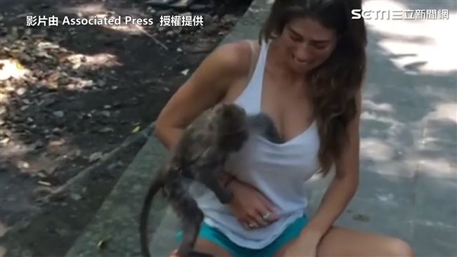 猴子超大膽　靠近人類伸手抓？