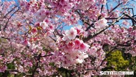 櫻花,賞櫻,平菁街。（圖／北市大地處提供）