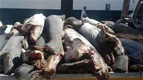 墨西哥,走私,鯊魚,濫殺,環保　圖／翻攝自紐約時報