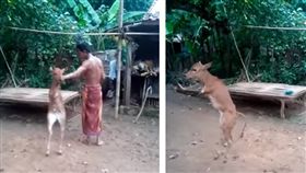 印尼有一隻小牛出生後沒有前肢，只能依靠後腿跌跌撞撞地走路，不料有名男子卻猛力將小牛推倒，導致小牛差點失去控制，倒在地上。不少網友看到後掀起熱議，紛紛痛批男子很自私，「難道沒人幫助這隻小牛嗎？」（圖／翻攝自《The Native Cow》YouTube）