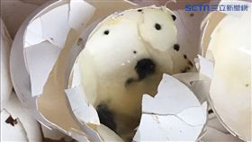 爛雞蛋,萇記公司,發霉,長蟲