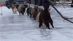 羊駝Lola帶領羊群穿過冰面。