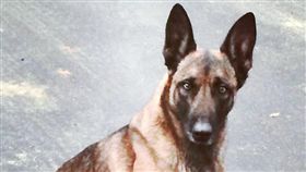 美國新罕布夏州有一名男嫌犯拒捕，偷偷躲在一間民宅，於是警察找來警犬吠陀（Veda）幫忙，不久後，吠陀成功找旋到男嫌犯，不料該名嫌犯竟掐住警犬的脖子，並往吠陀頭上咬下，受傷的吠陀也不認輸，立刻反咬嫌犯。最後警方趕到時，成功將嫌犯逮捕，至於吠陀沒有大礙，已重回到工作崗位。（圖／翻攝自
《New Hampshire Canine Trooper's Association》臉書粉絲團）