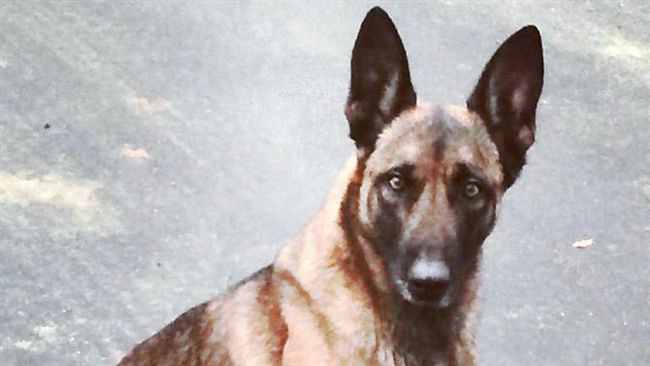 傻了嗎？槍擊犯咬警犬拒捕還是輸了
