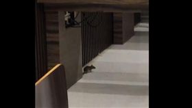 老鼠,賣場,高雄 ▲圖／翻攝自●【爆料公社】●