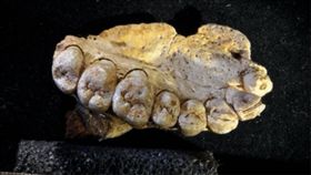 化石,以色列,考古,人類,智人,原始人,遺骸,Israel Hershkovitz,Misliya Cave　圖／翻攝自推特　https://goo.gl/McTLEN