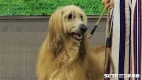 藝人Janet謝怡芬出席此新藥上市記者會時，呼籲飼主接受「家有罹癌犬不可怕，要勇於接受專業治療」的抗癌觀念。。（圖／記者楊晴雯攝）