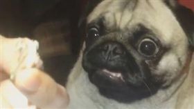 巴哥，小狗，可愛，萌，吃貨（圖／翻攝至itsporkythepug instagram）