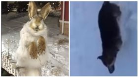 哈薩克野兔、狗被凍死（圖／翻攝自YouTube）