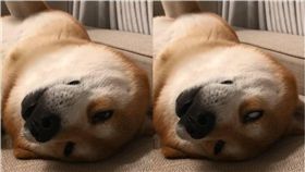 毛孩,狗,白眼,柴犬,柴柴,按摩　圖／翻攝IG