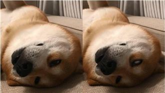 柴柴翻肚享受按摩　舒服到狂翻白眼