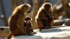 被關太久…50隻狒狒「逃獄」　巴黎動物園封園展開圍捕
圖/翻攝自Parc Zoologique de Paris臉書