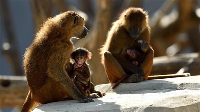 50隻狒狒逃脫　巴黎動物園封園圍捕