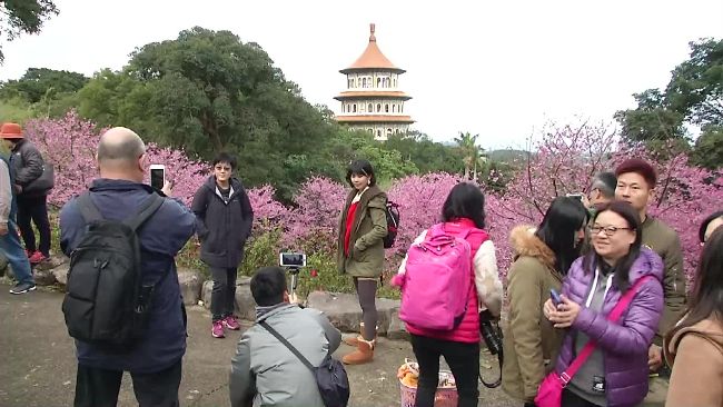 天元宮現粉紅櫻花海！卡位自拍招數多