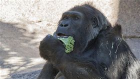 全世界最長壽的大猩猩之一維拉（Vila）圖／翻攝自San Diego Zoo Safari Park推特