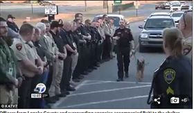 警犬派蒂（Pajti）罹患骨癌，員警列隊敬禮送最後一程_dailymail
