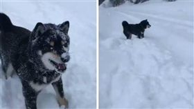 大雪,日本,積雪,柴犬,黑柴,雪球,毛小孩,狗 （圖／翻攝自推特）