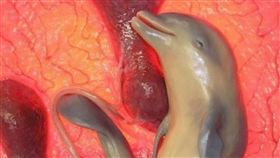 媽媽肚子裡甜笑！　微型攝影機拍下海豚寶寶幸福模樣