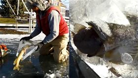 自然,冰凍,魚,食物鏈,瞬間,大魚吃小魚,下雪　圖／翻攝自Daily Picks and Flicks臉書