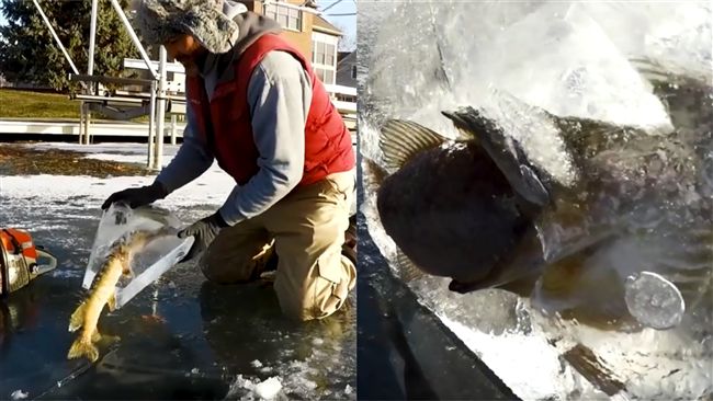 男子破冰驚見魚吃魚　網：艾莎生氣了