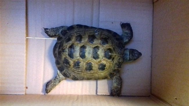 老龜逃家半年竟在這…龜速嚇壞飼主