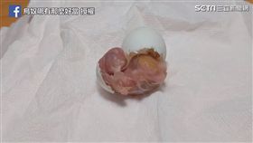 旺盛生命力！小鸚鵡破不及待