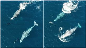 海豚、鯨魚同游　網友：好像一家人～